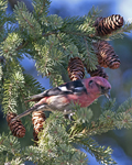 White winged Crossbill 5511